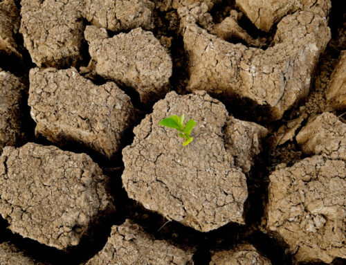 โลกร้อน ภัยใหญ่กว่าโควิท ที่ยังไม่มีใครตื่นตระหนัก